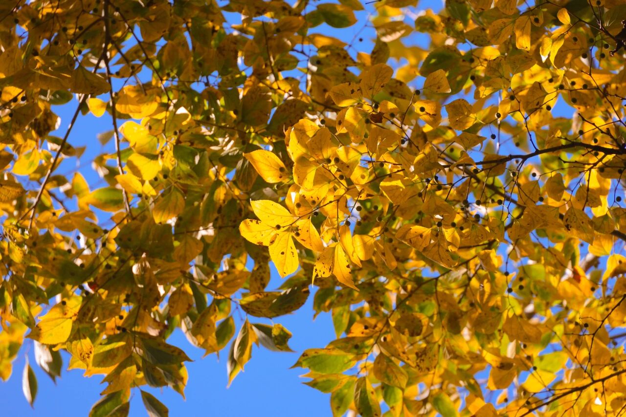 1765855185499029522.jpg 4d1b5234f8b655c9587207f2490c3801.jpg